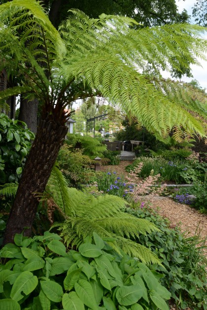 Cleve West, Landscape Design, Garden Designer, Award Winning, Tree Ferns, Lush Planting, tree fern, Dicksonia antarctica