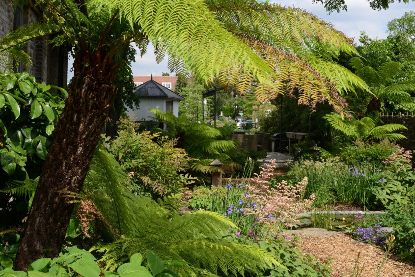 Cleve West, Landscape Design, Garden Designer, Award Winning, Tree Ferns, Lush Planting, tree fern, Dicksonia antarctica