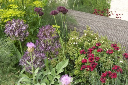 SOW – It’s All About Plants!!