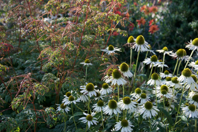 Cleve West, Landscape Design, Garden Designer, Award Winning, Horatio's Garden