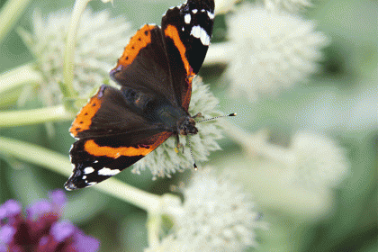 Horatio’s Garden on Gardeners’ World 05/09/14