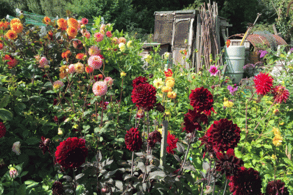 Allotment Open Day