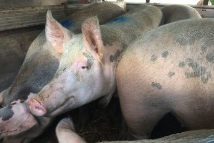 Reasons To Be Vegan – 1, 2, 3